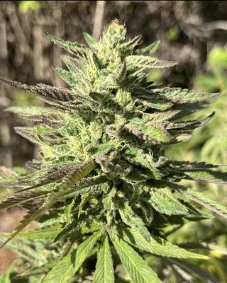 Bulk Mango ACDC Feminized CBD Hemp Seed