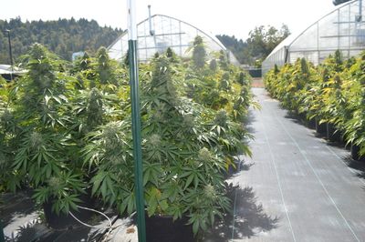 Feminized THCA Seeds