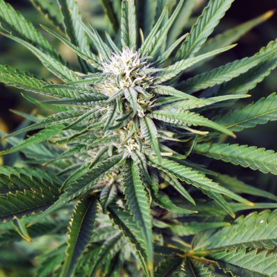 Cherry Blossom Feminized CBD Hemp Seeds