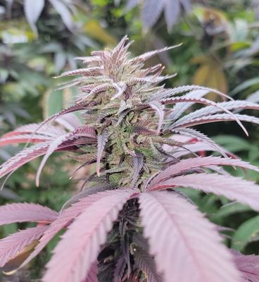 Cherry ACDC Feminized CBD Hemp Seeds