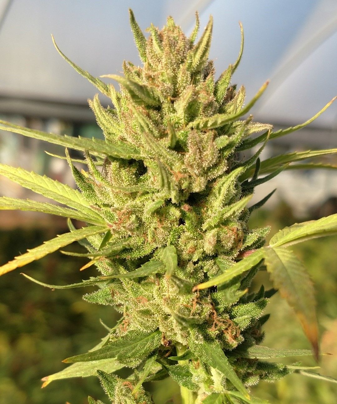 Pineapple ACDC Feminized CBD Hemp Seeds