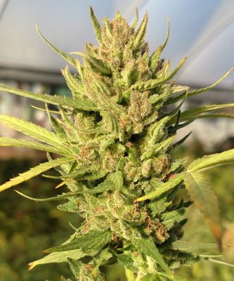 Pineapple ACDC Feminized CBD Hemp Seeds
