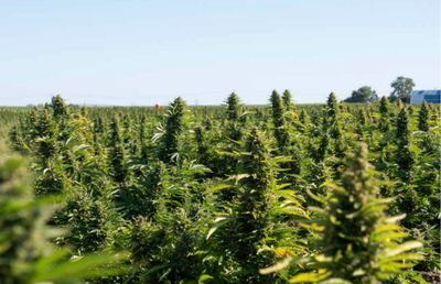 Pipeline Autoflower Feminized CBD Hemp Seeds