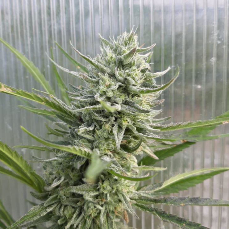 Matterhorn Feminized CBG Hemp Seeds (Type IV Genetic)