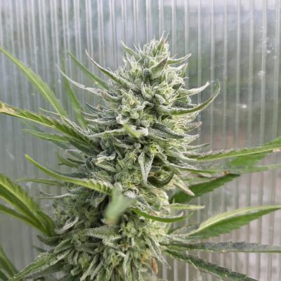 Matterhorn Feminized CBG Hemp Seeds (Type IV Genetic)