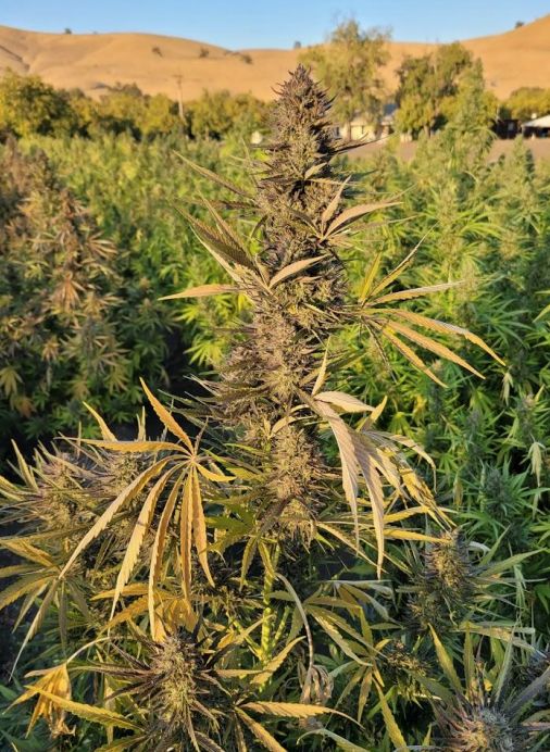 Sour Kush Feminized CBD Hemp Seeds