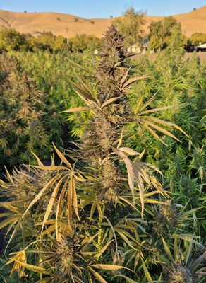 Sour Kush Feminized CBD Hemp Seeds