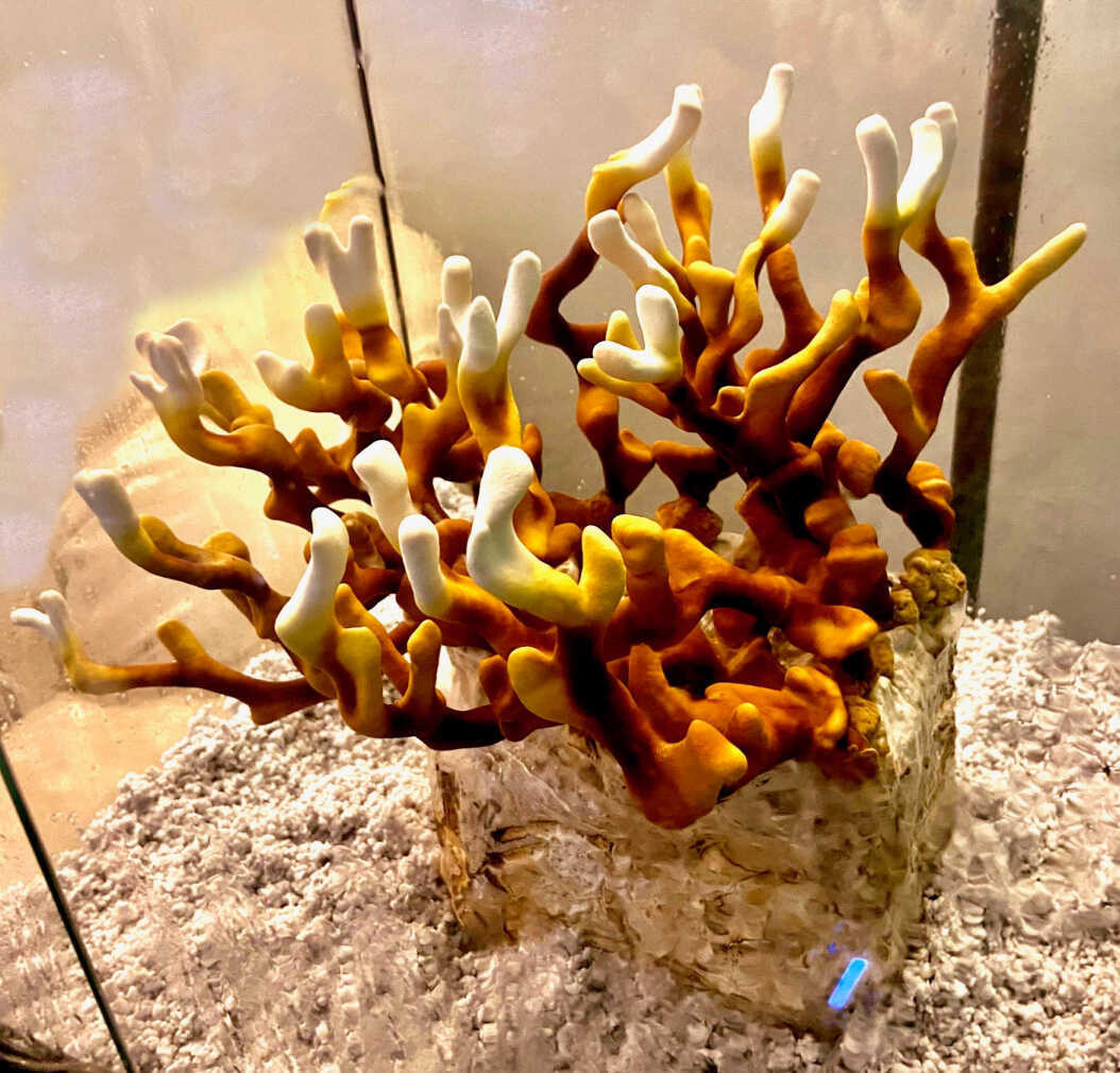 Dried Reishi Antler Mushrooms 1oz