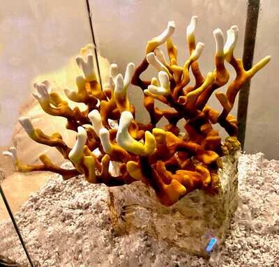 Dried Reishi Antler Mushrooms 1oz