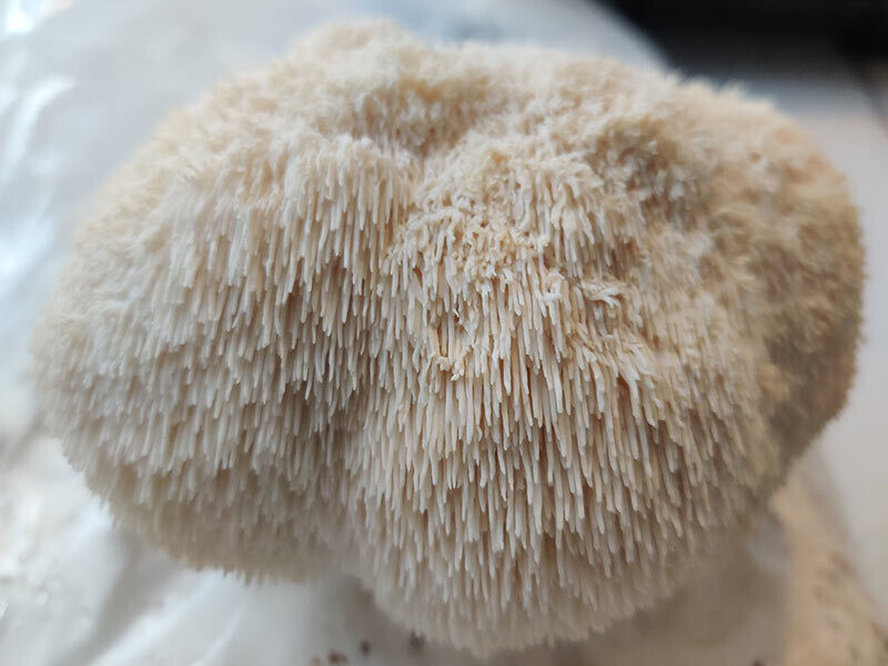 Fresh Lions Mane mushrooms 1oz