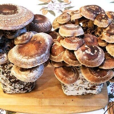 Fresh Shiitake Mushrooms 1oz