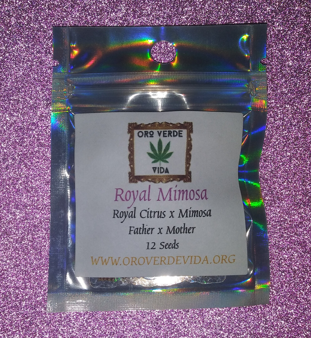 Royal Mimosa - (Royal Citrus x Mimosa)