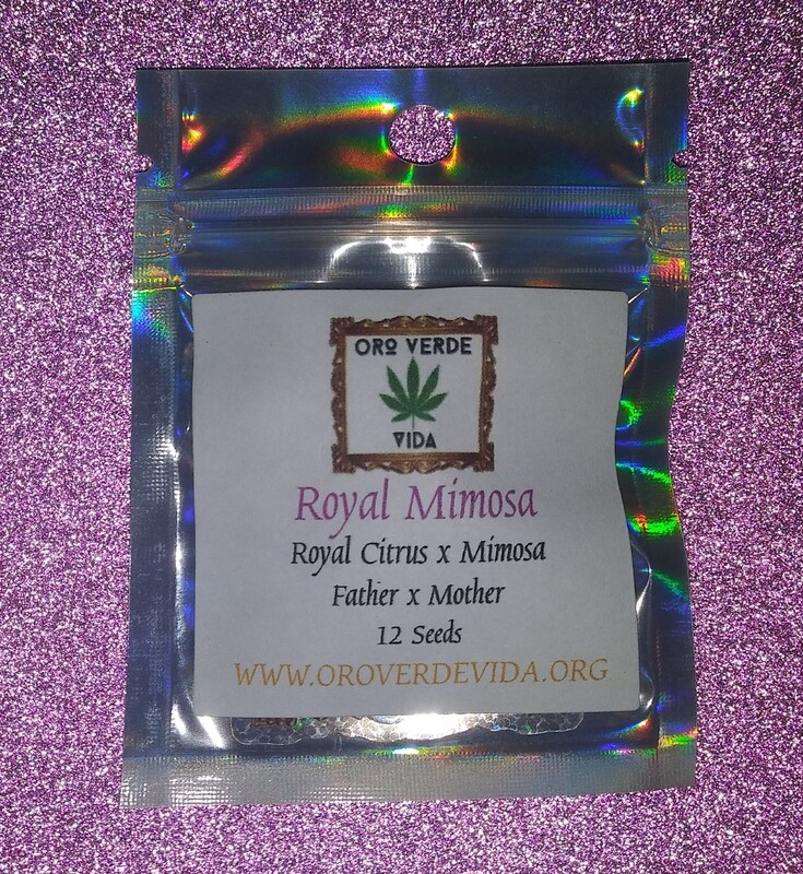 Royal Mimosa - (Royal Citrus x Mimosa)
