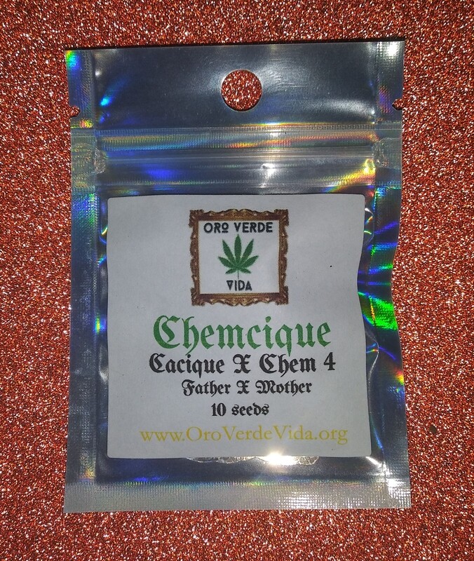 Chemcique - (Cacique x Chem 4)