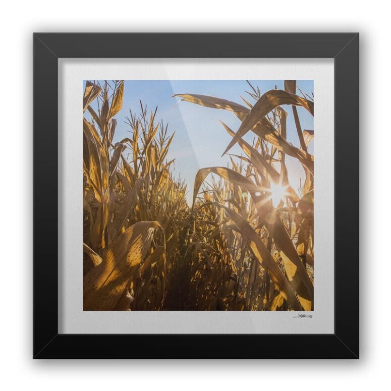 Corn Field / Martinsville, IL