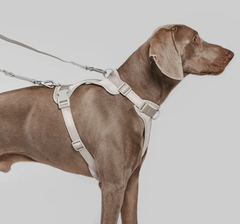 Hundegeschirr Beige Größe M