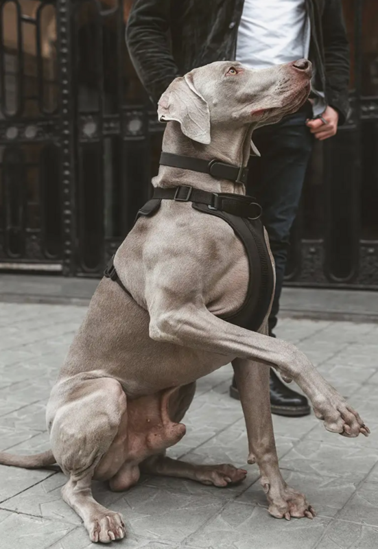 Hundegeschirr Schwarz Größe M