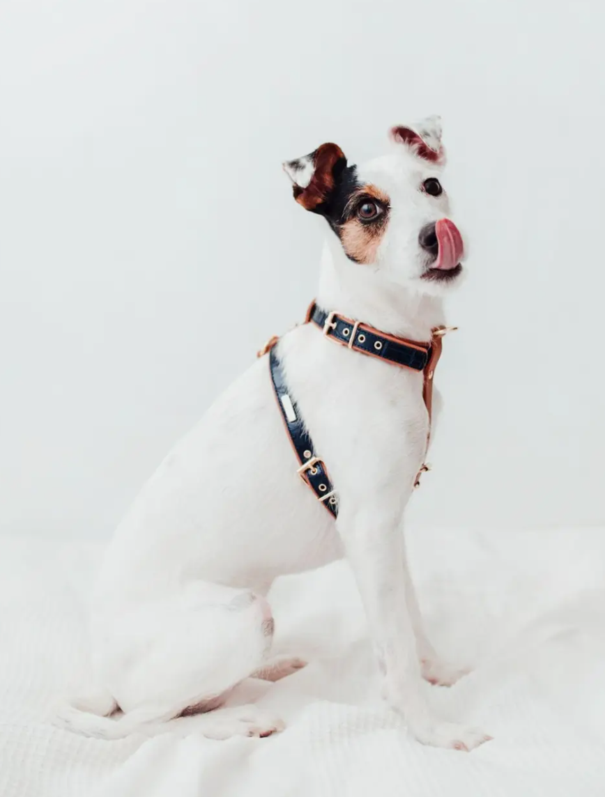 Hundegeschirr Leder marineblau Größe L