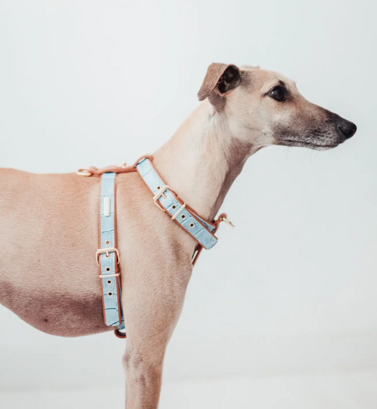 Hundegeschirr Leder blau Größe M