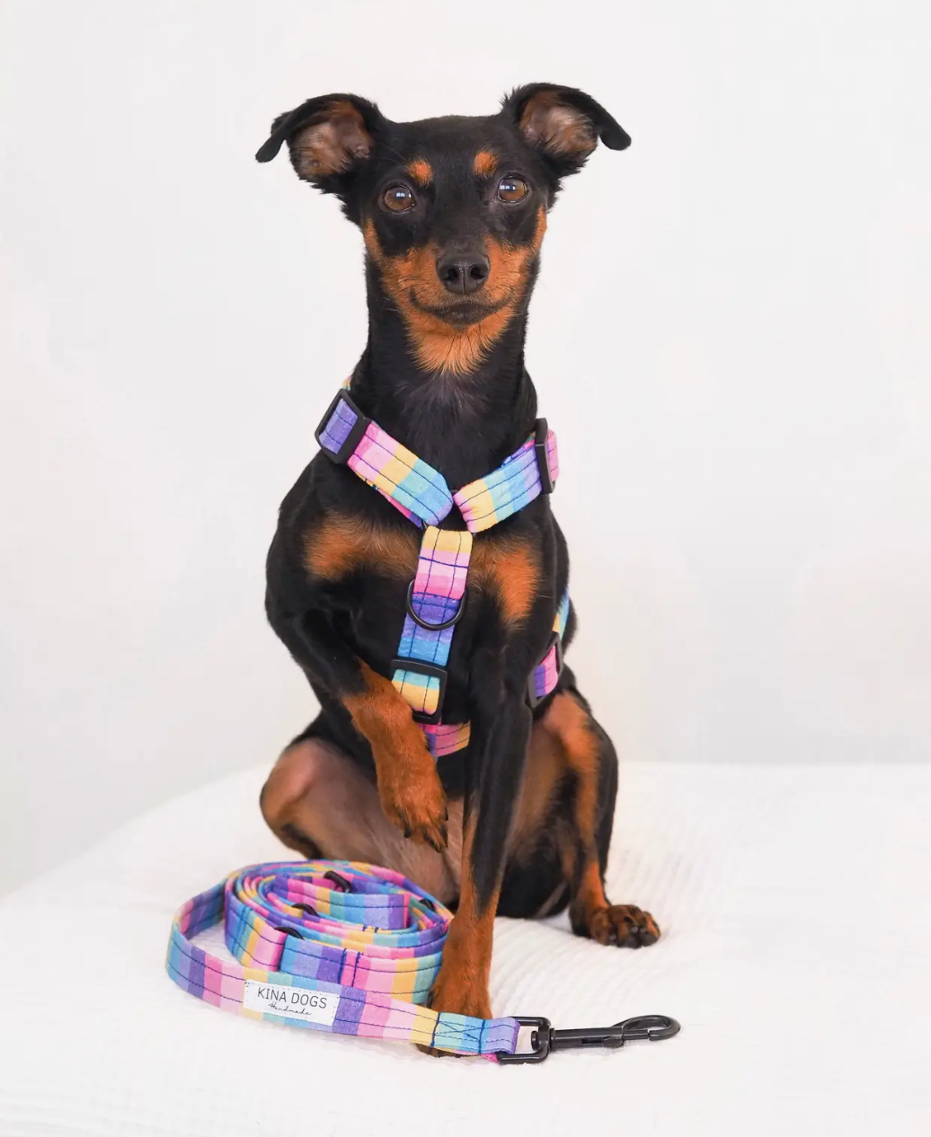 Hundegeschirr Rainbow Gurt Größe L
