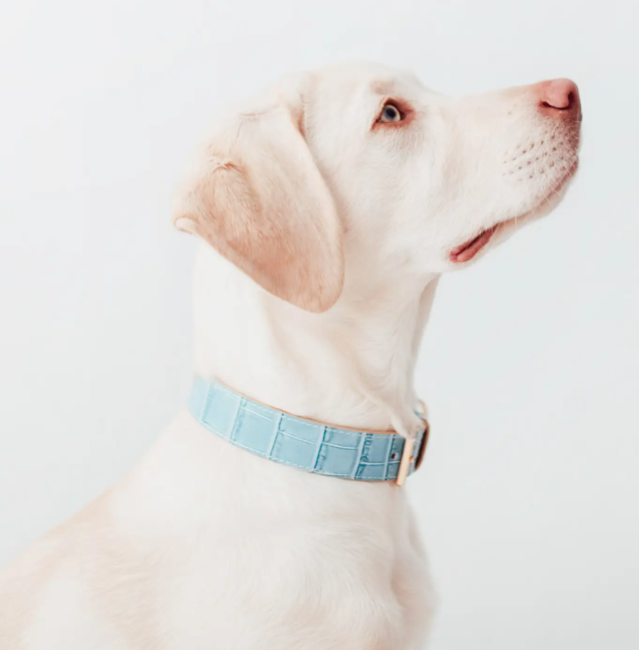 Lia Hundehalsband Leder hellblau Gr. L2