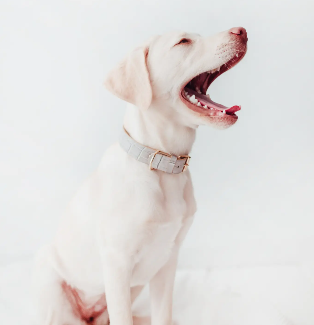 Lia Hundehalsband Leder grau Gr. L2