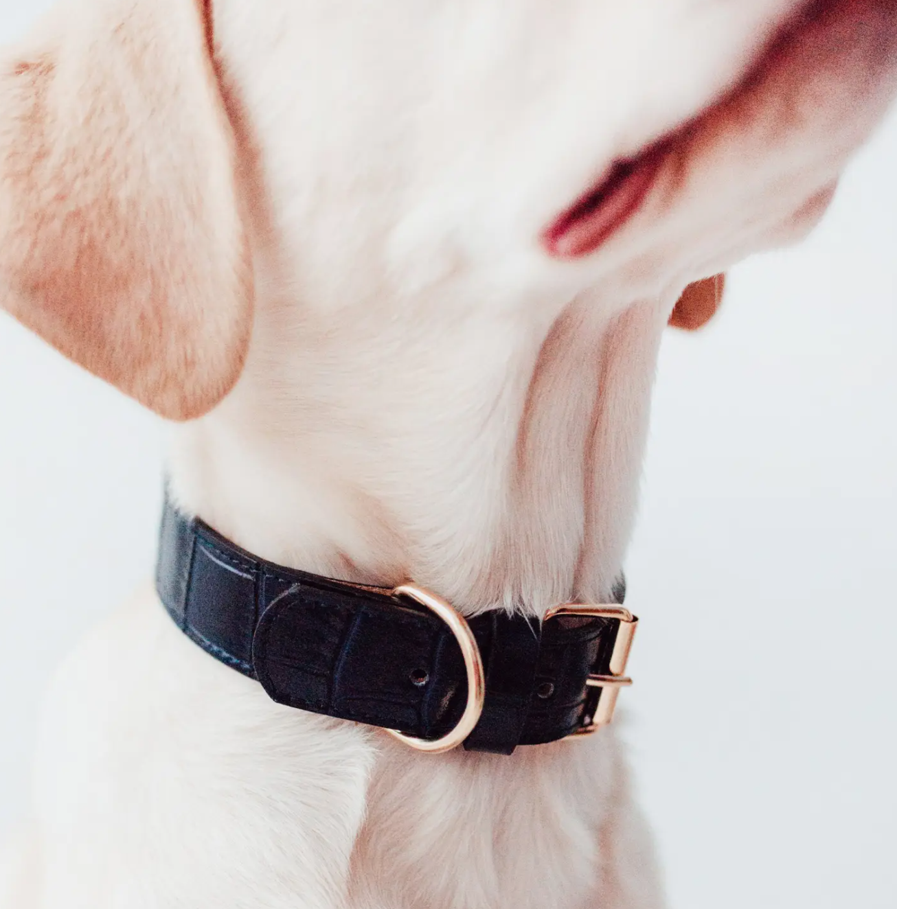 Lia Hundehalsband Leder marine Gr. L