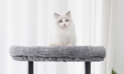 Alles für die Katz