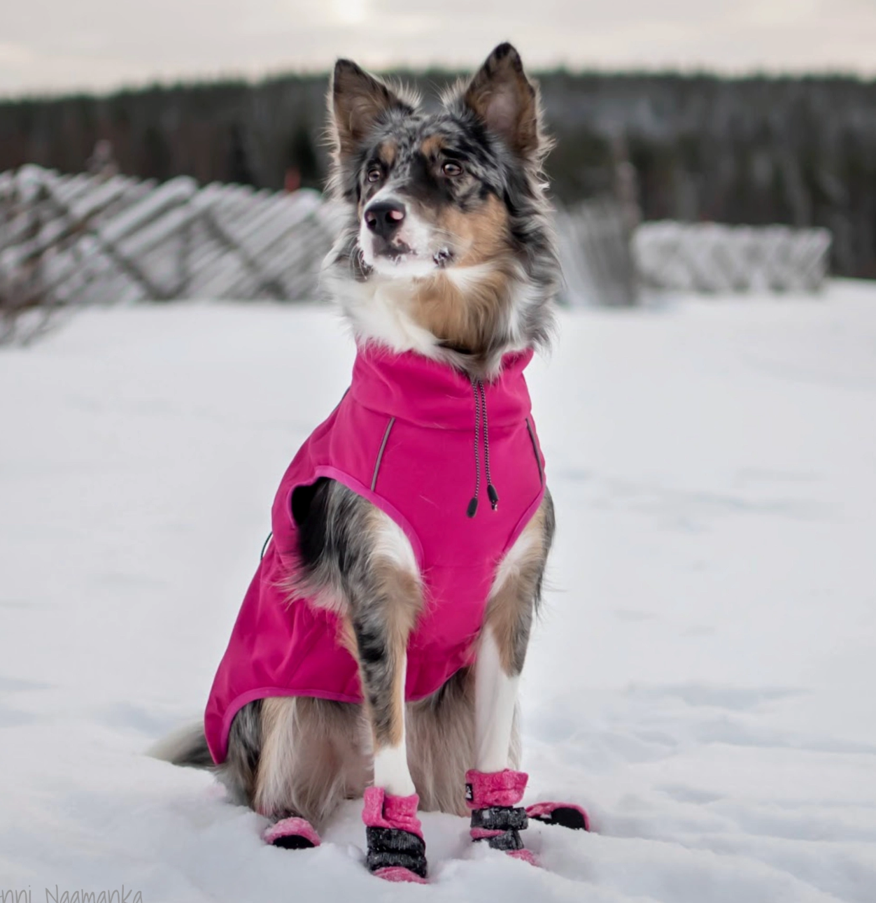 Sport Softshell Hundejacke Pink