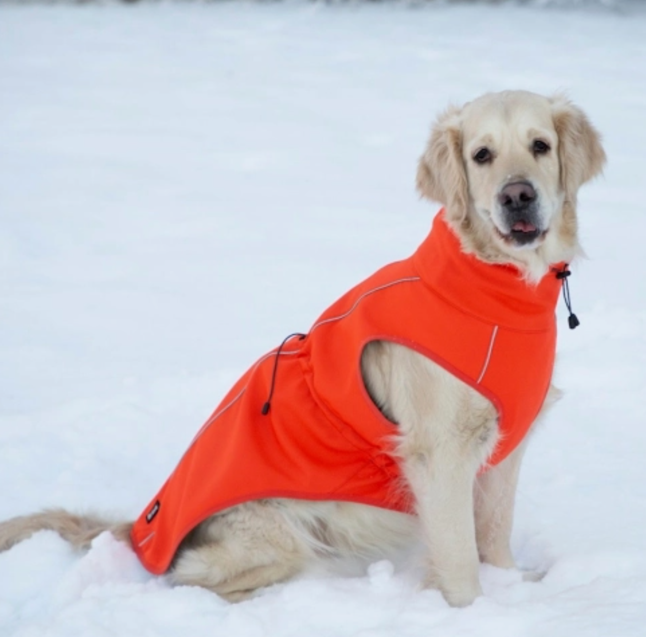 Sport Softshell Hundejacke Orange