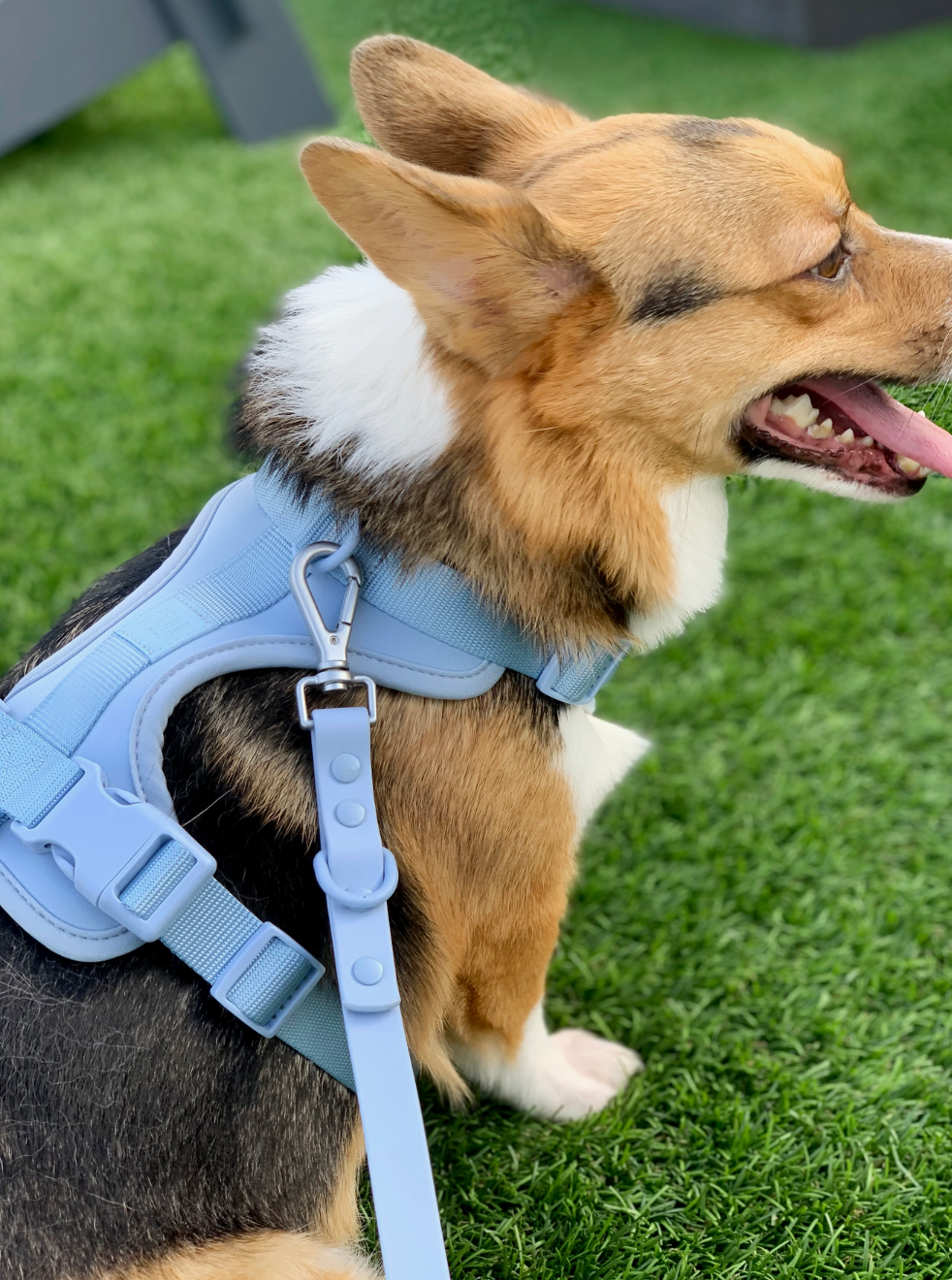 Hundegeschirr Hellblau Größe L