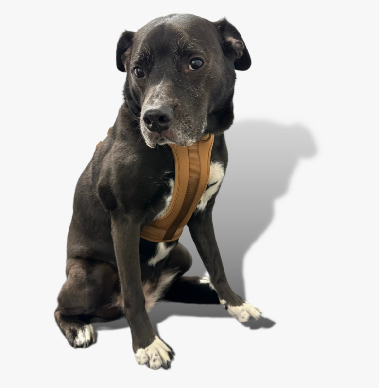 Hundegeschirr Braun Größe S