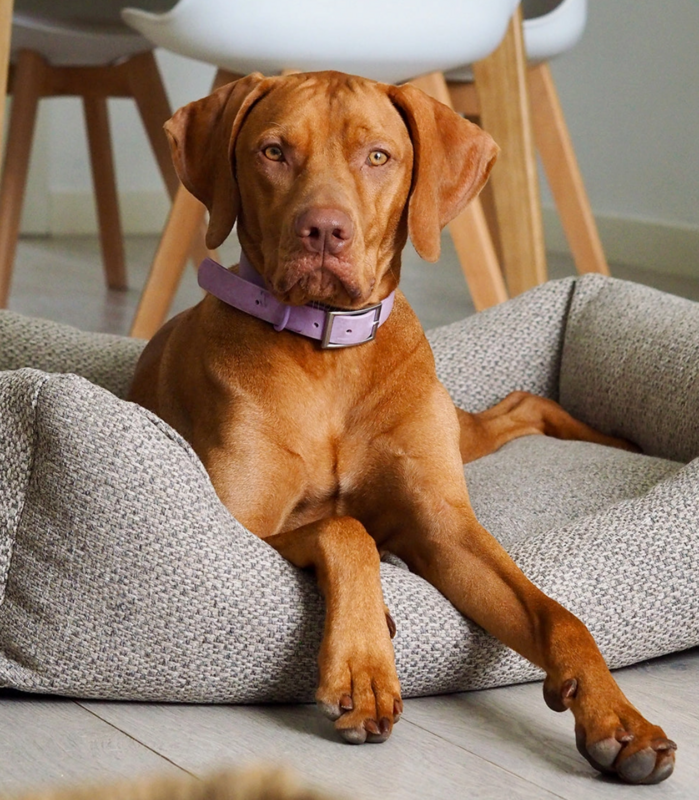 Kuscheliges Hundebett Snoozy S beige
