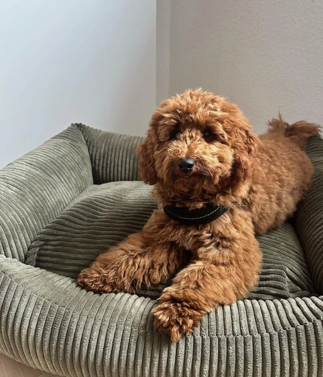Kuscheliges Hundebett aus Cord Größe L moos