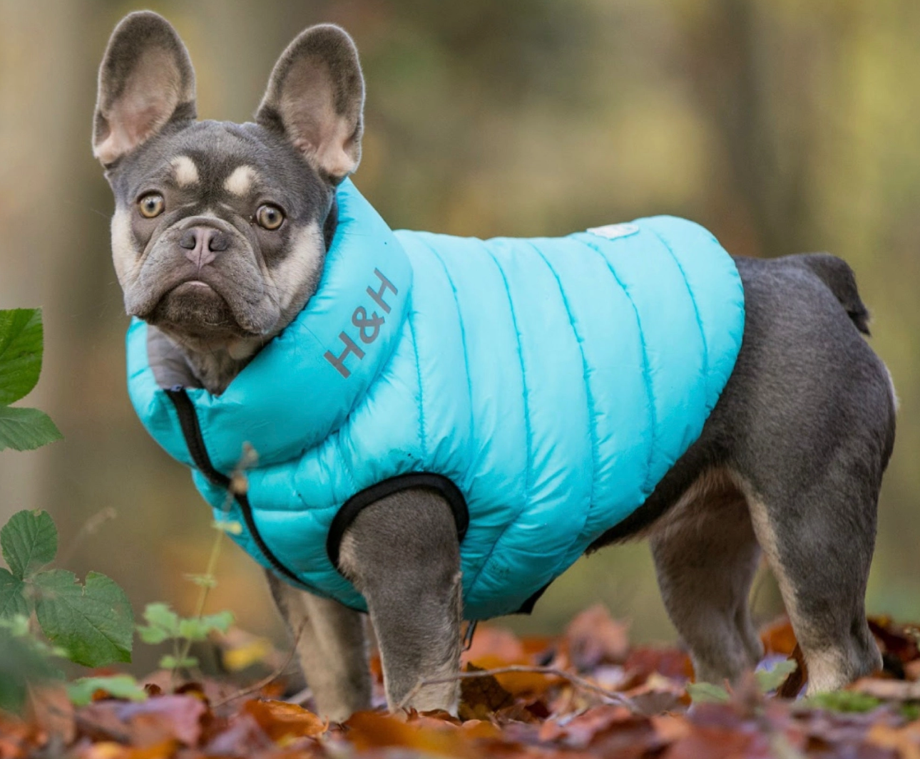 H&H Pufferjacke blau/grau