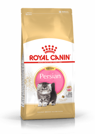 FBN KITTEN PERSIAN
