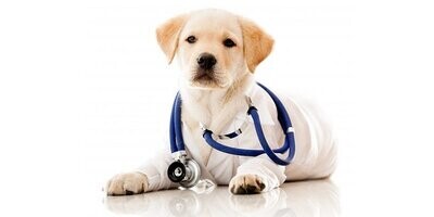 Ārstnieciskā barība suņiem