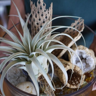 Air Plant