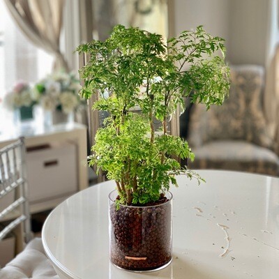 Wealth Plant