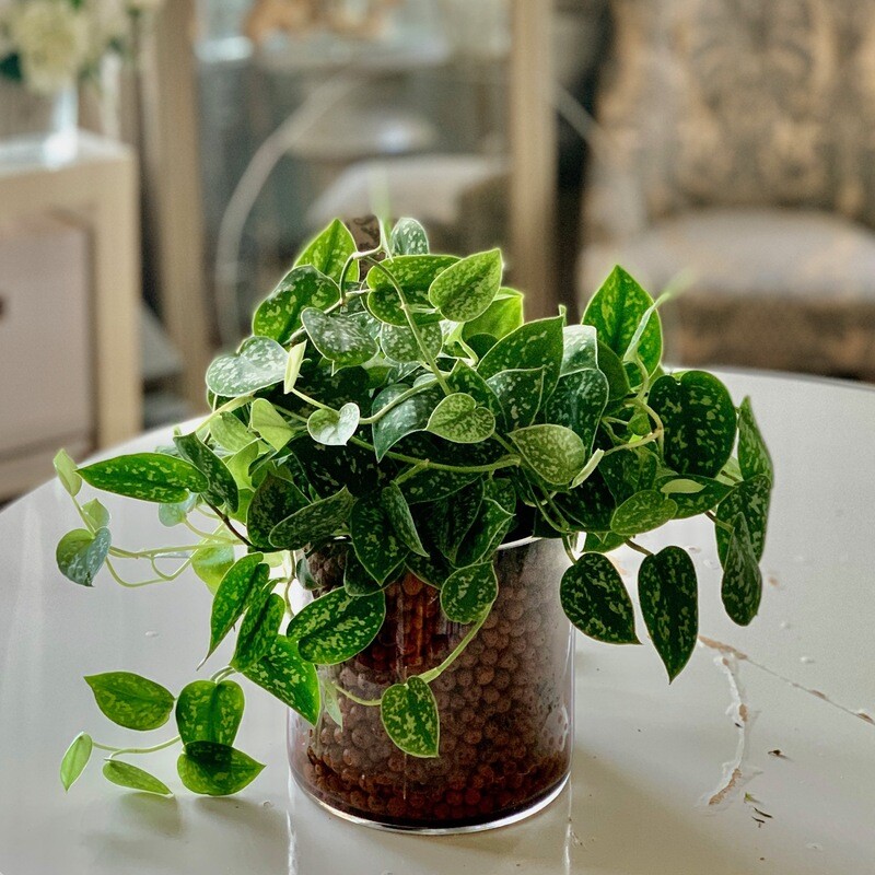 Silver Plant