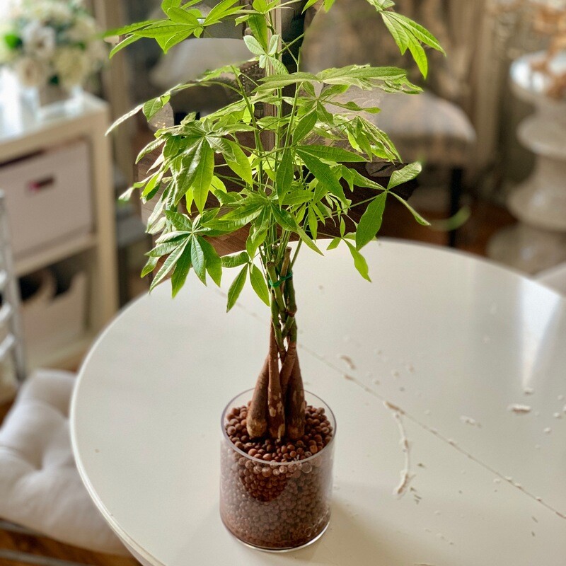 Money Tree