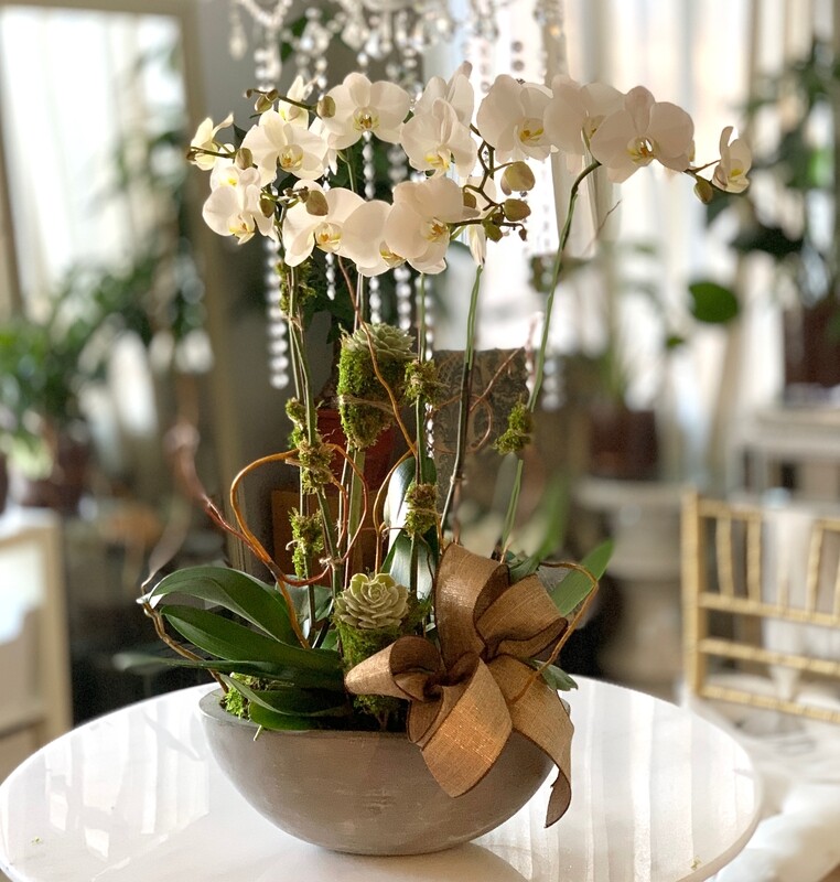 3 or 4 Premium Orchid &amp; Succulent