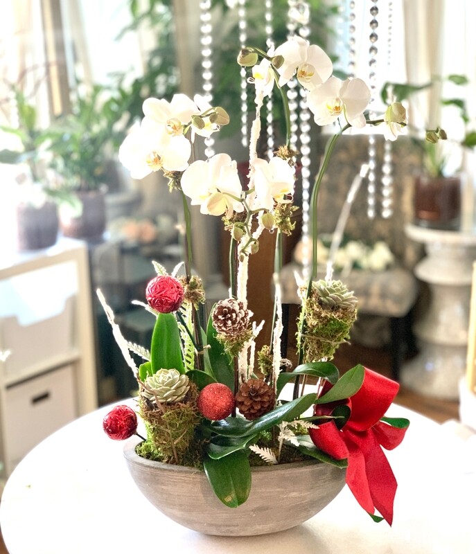 2 Premium Orchid &amp; Succulent