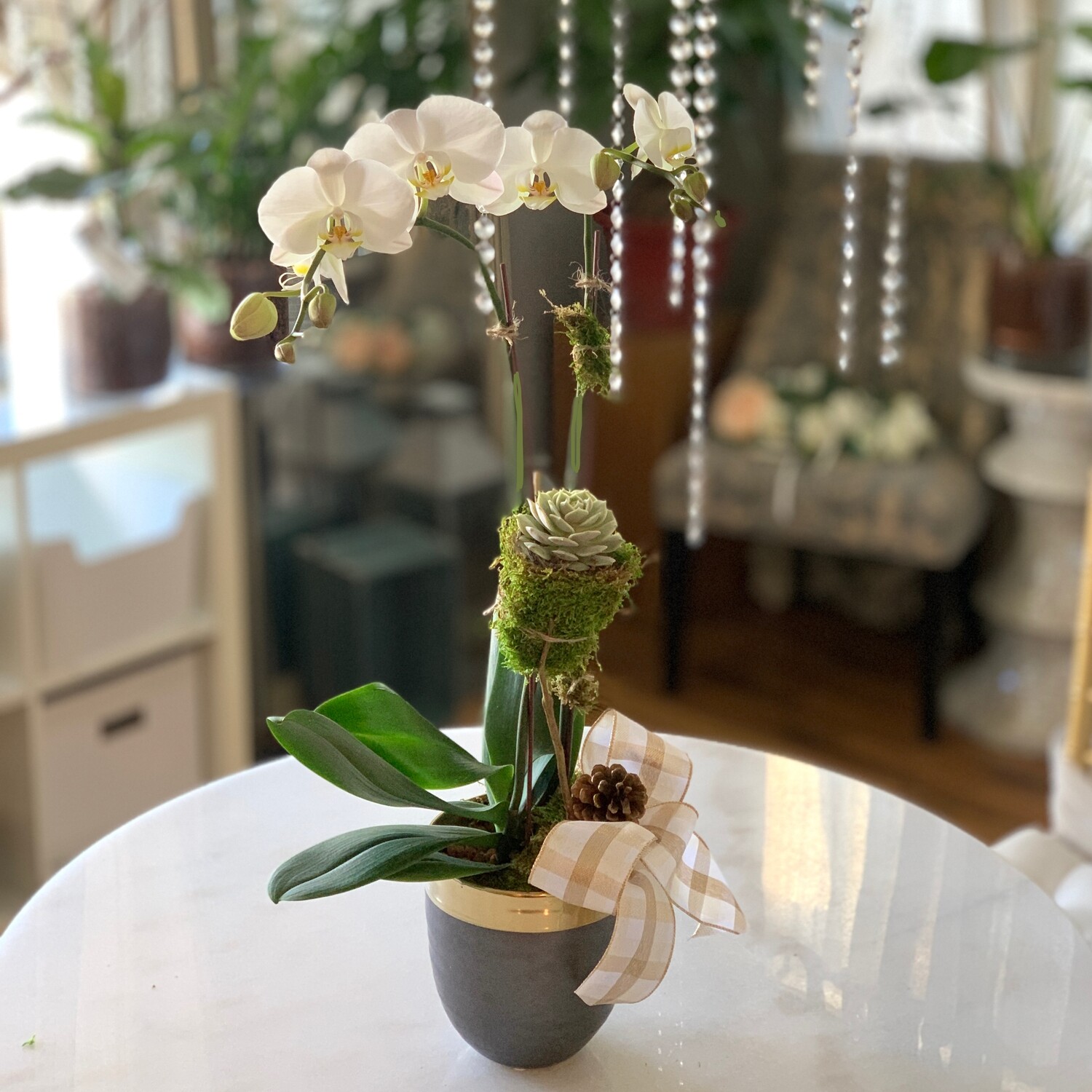 Premium Orchid & Succulent