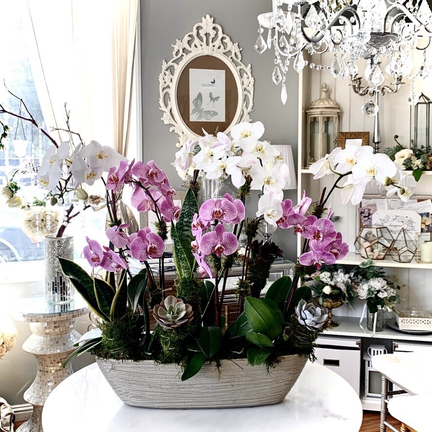 6-8 Orchids and Indoor Plant