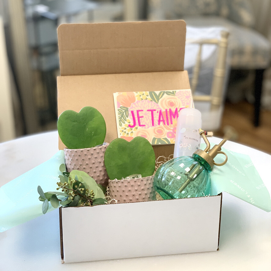 Sweetheart Hoya plants gift set