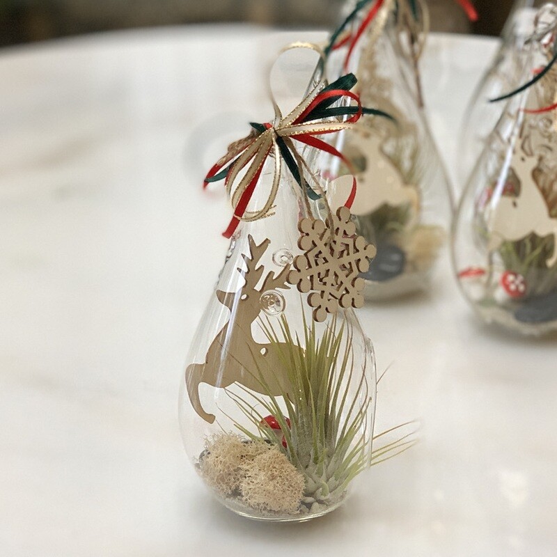 Mini air plant Set of 4