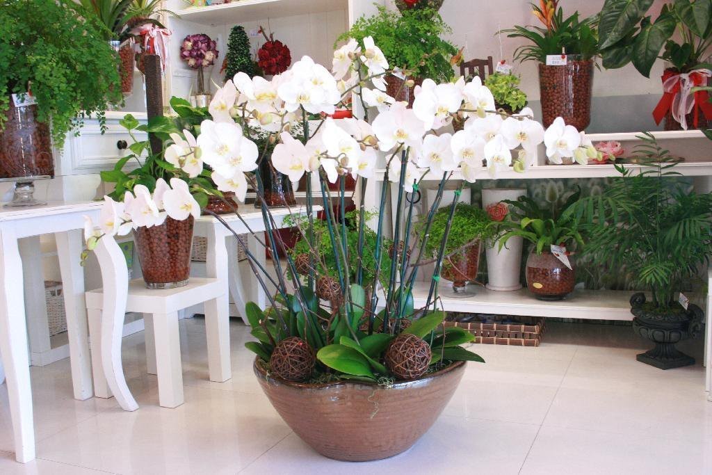 Luxury 10 Orchid Plant