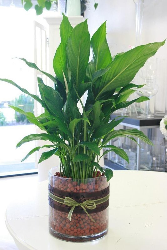 Peace Lily