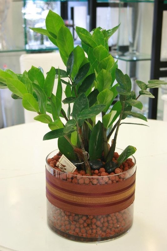 Z Z Plant
